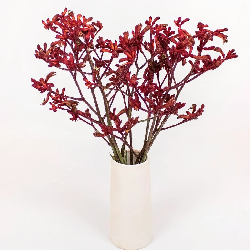 Assorted Kangaroo Paw - main