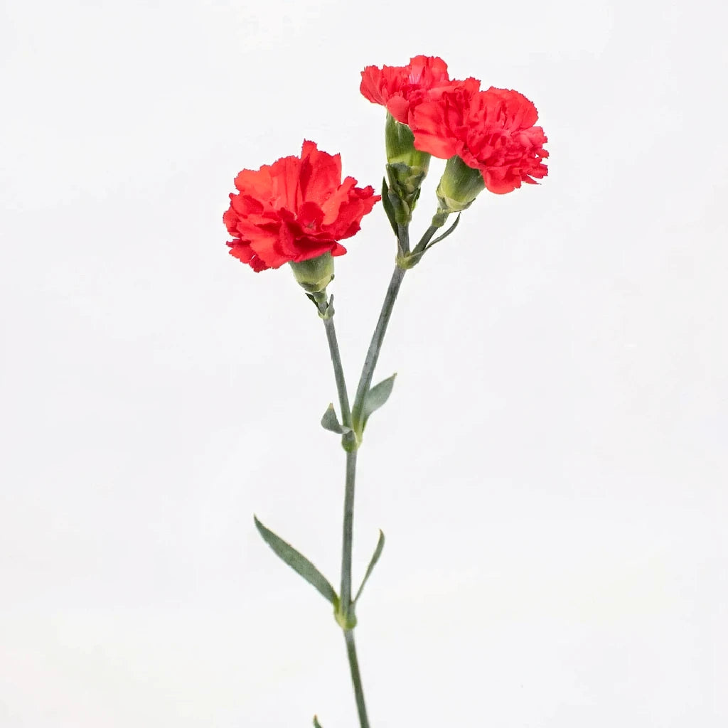 Red Carnations - main