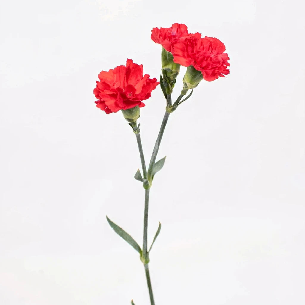 Red Carnations Mini - main