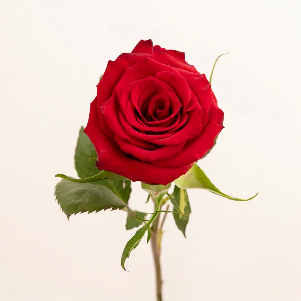 Red Paris Roses Standard - main