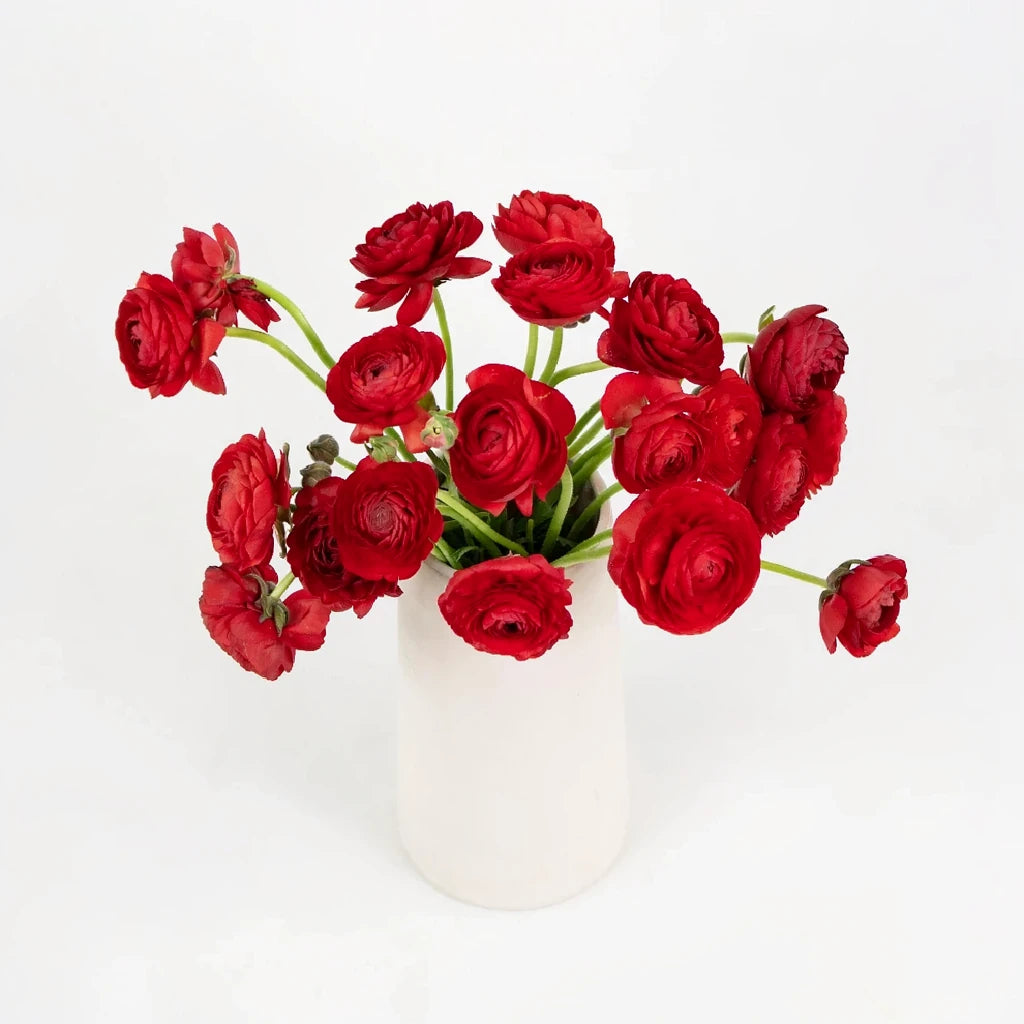 Red Ranunculus - main
