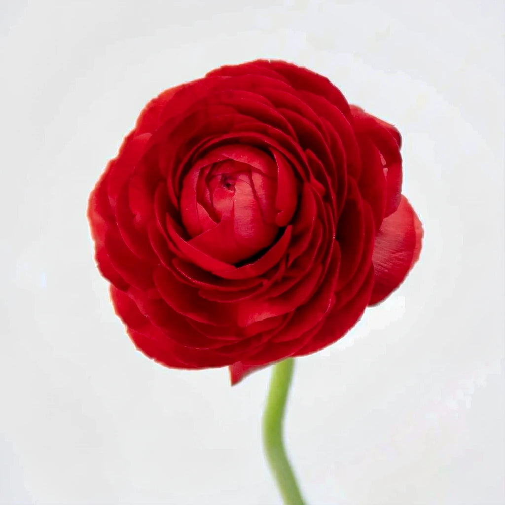 Red Ranunculus - alternative 2