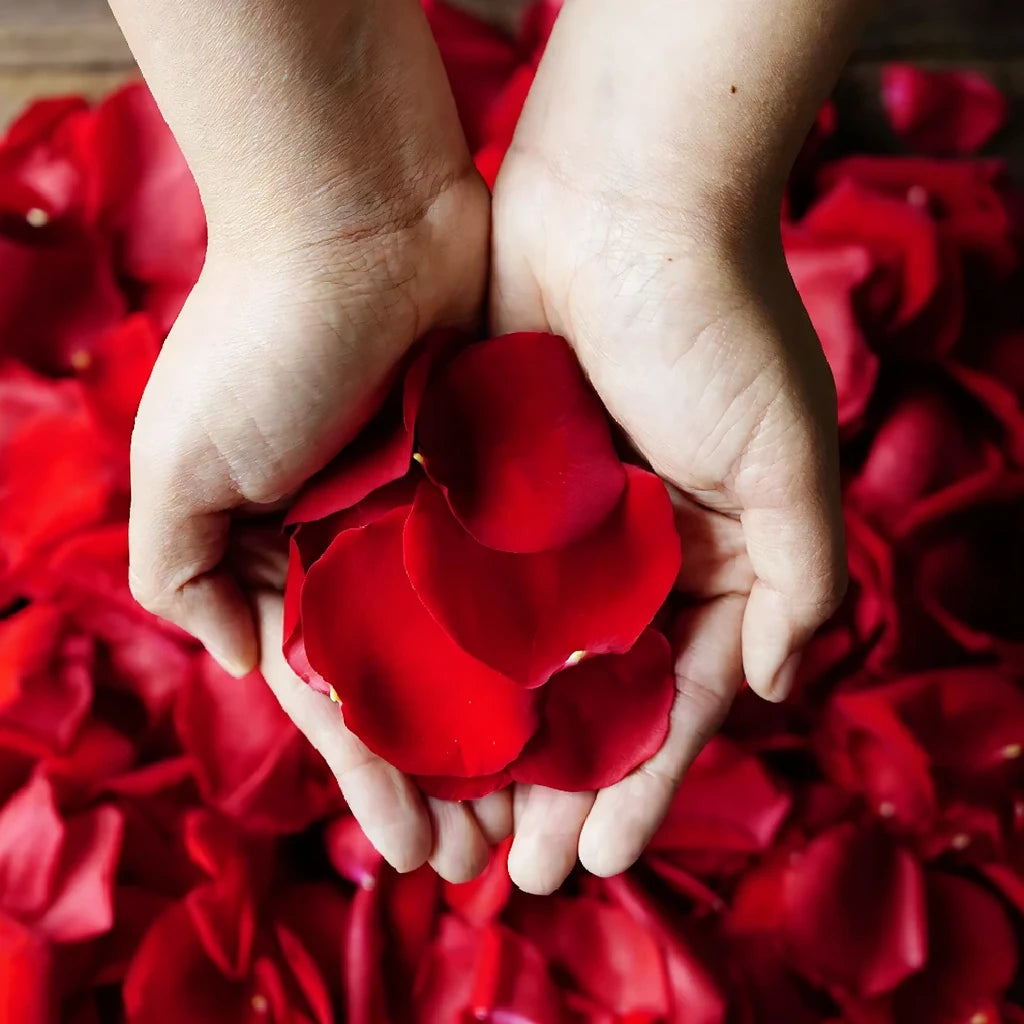 Red Rose Petals - alternative 2