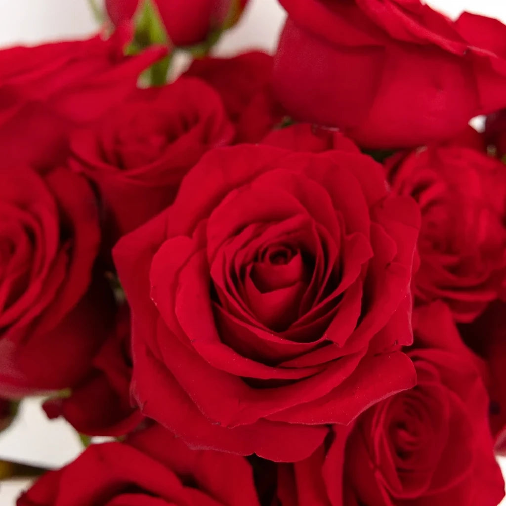 Red Roses Standard - main