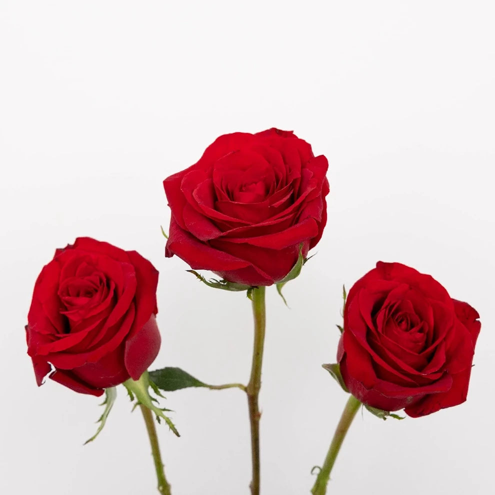 Red Roses Standard - alternative 2