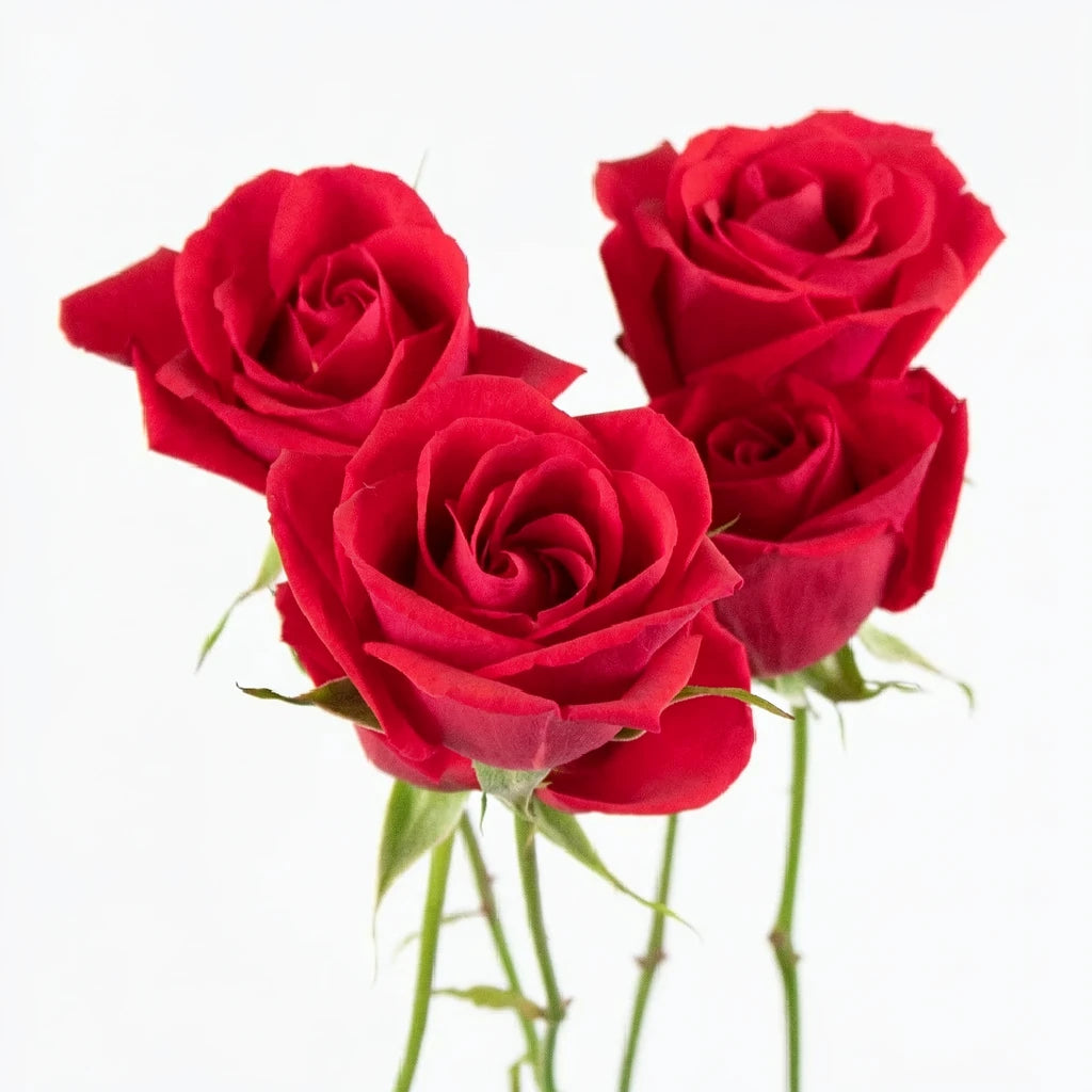 Red Collection Roses Spray - main