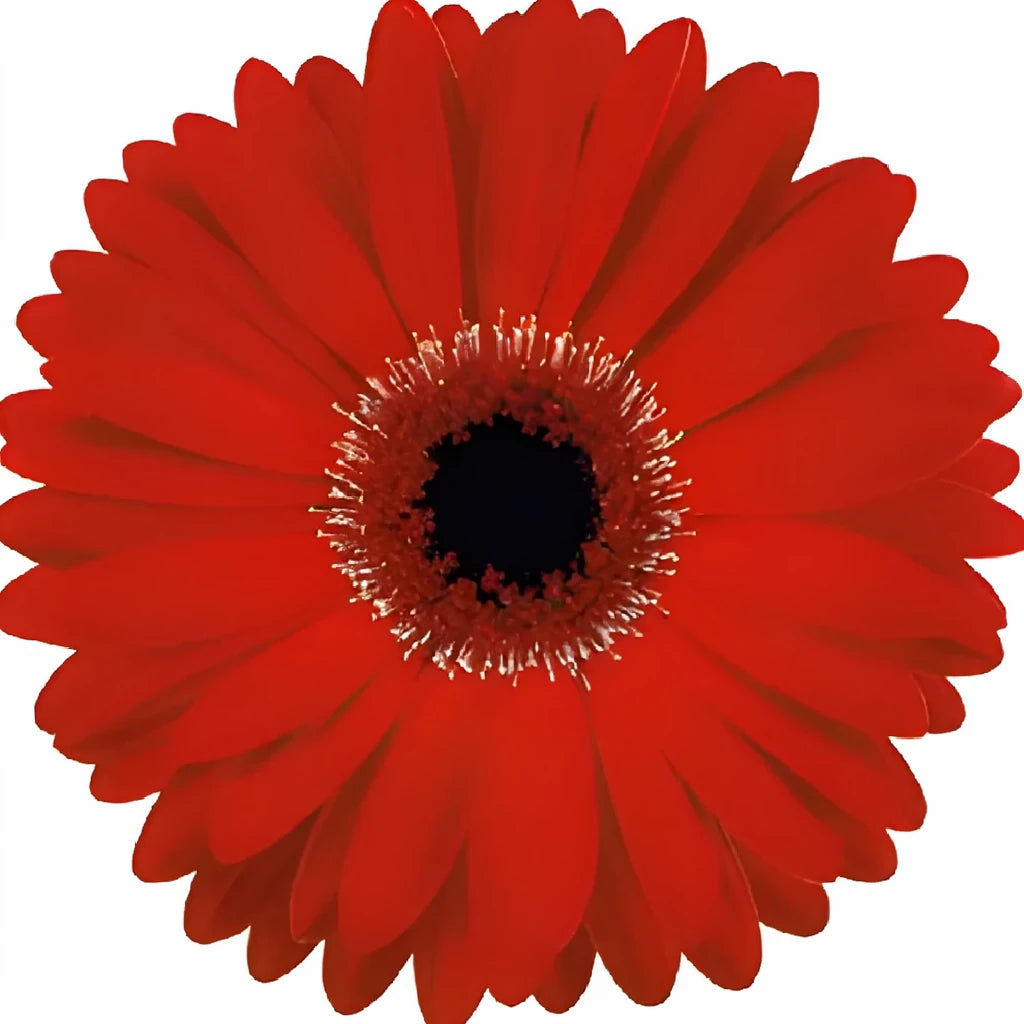 Red Gerberas - alternative 1