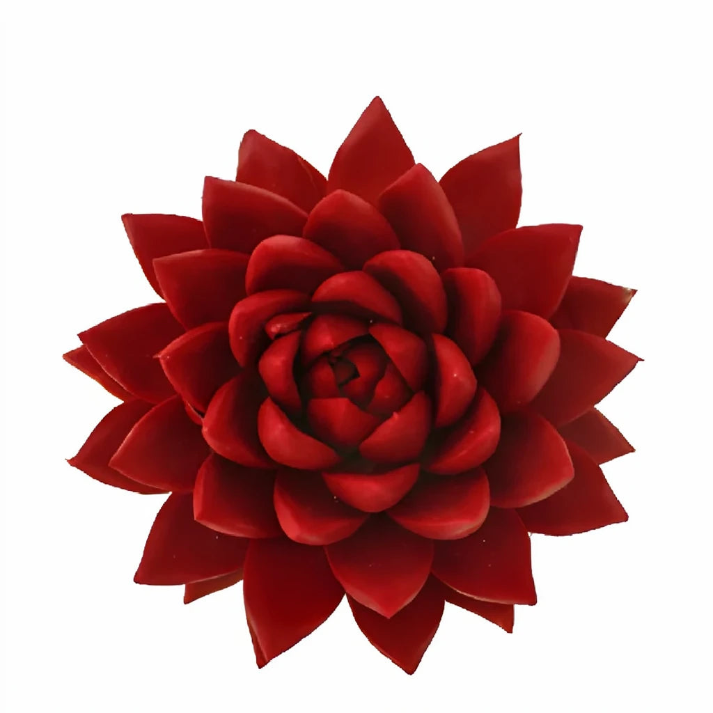 Tinted Red Succulents - main