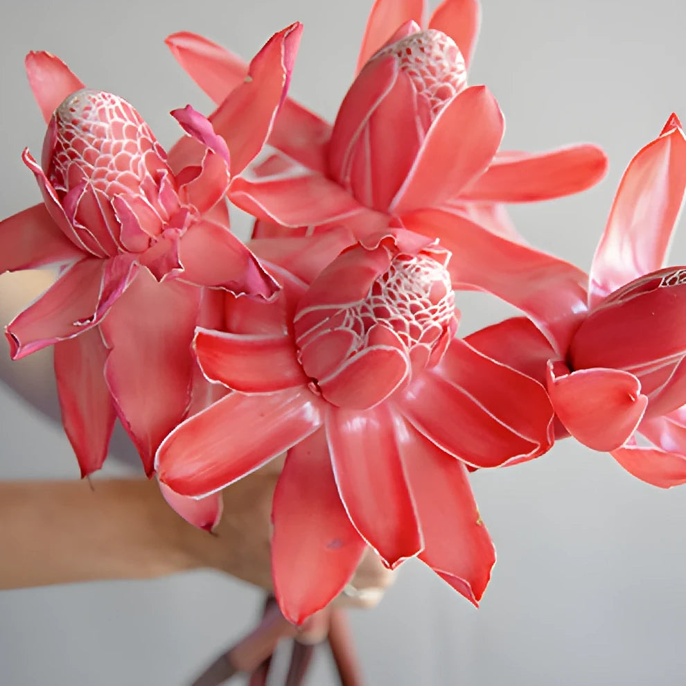 Ginger Red Tropicals - alternative 3