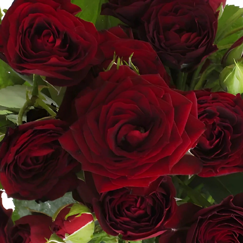 Red Sensation Roses Spray - main