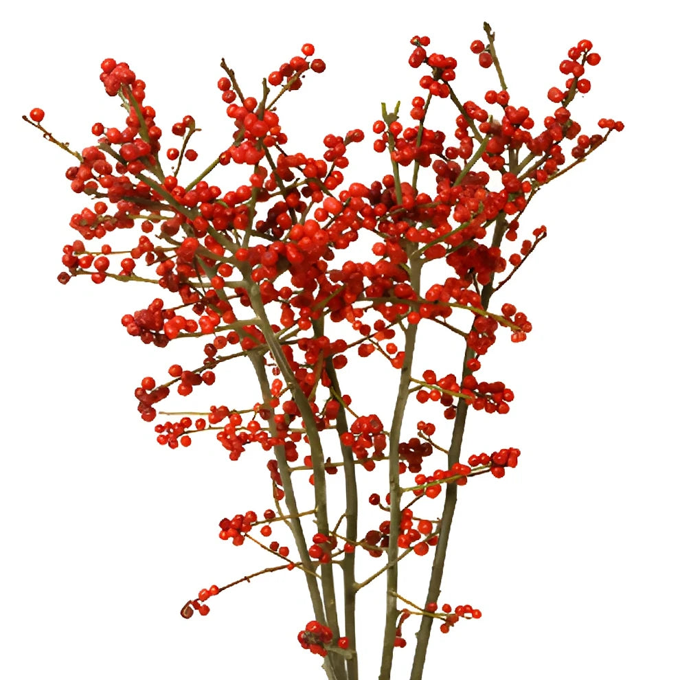 Ilex Berries Berries - main