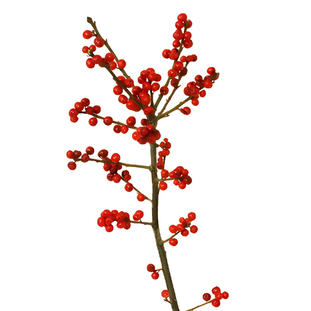 Ilex Berries Berries - alternative 1