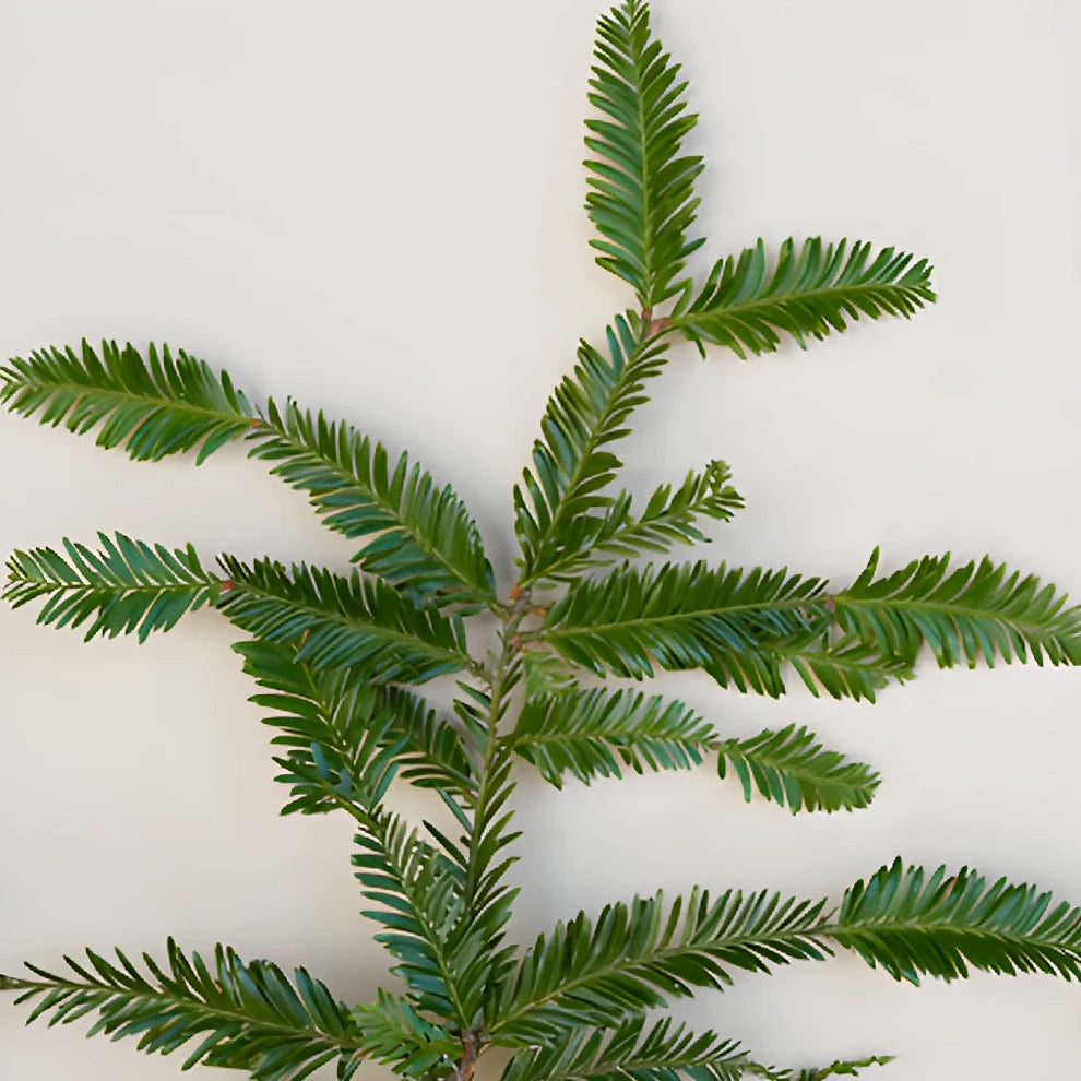 Redwood Greenery - main