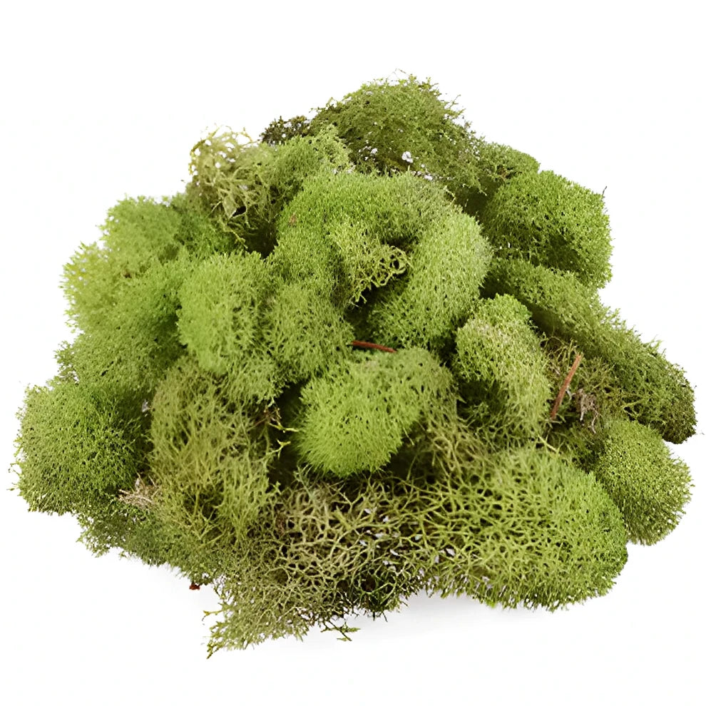 Reindeer Moss Greenery - alternative 1