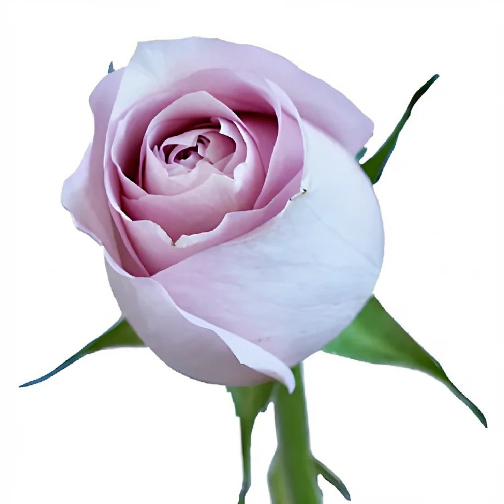 Remembrance Roses Standard - alternative 3