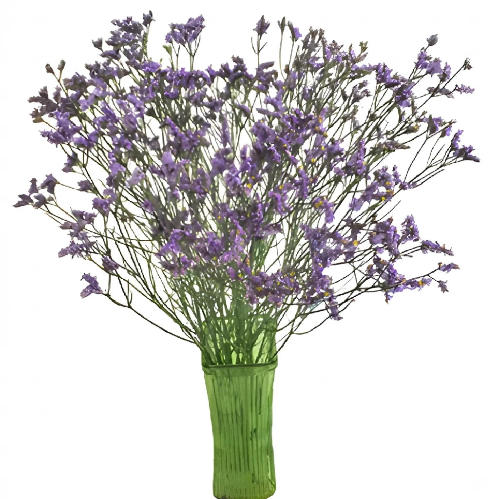 Lavender Limonium - main