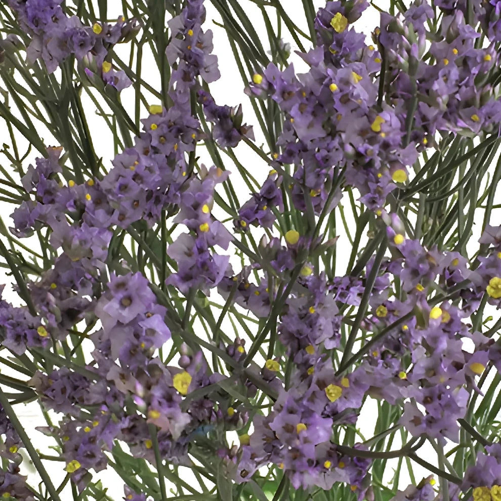 Lavender Limonium - alternative 1