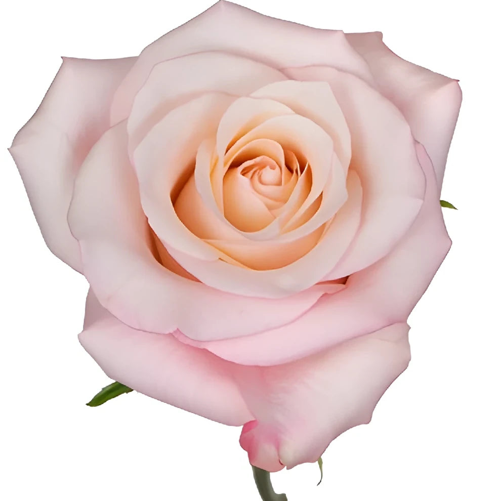 Rhoslyn Roses Standard - alternative 3