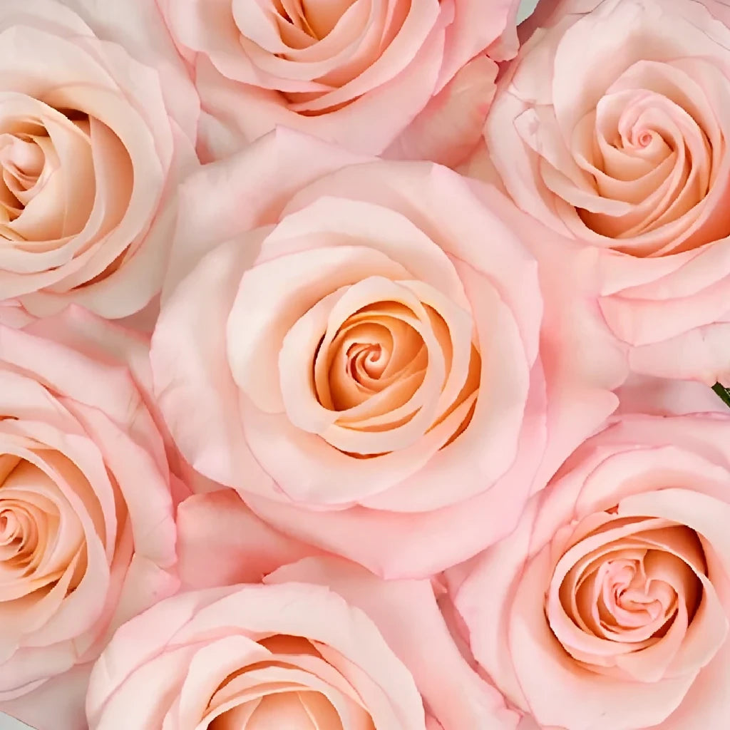 Rhoslyn Roses Standard - main