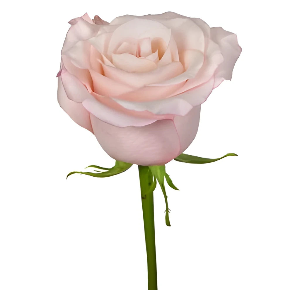 Rhoslyn Roses Standard - alternative 1