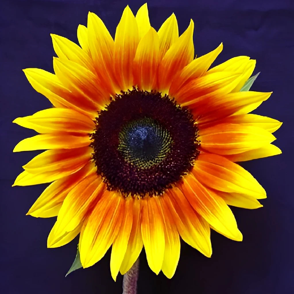 Mini Ring of Fire Sunflowers - main