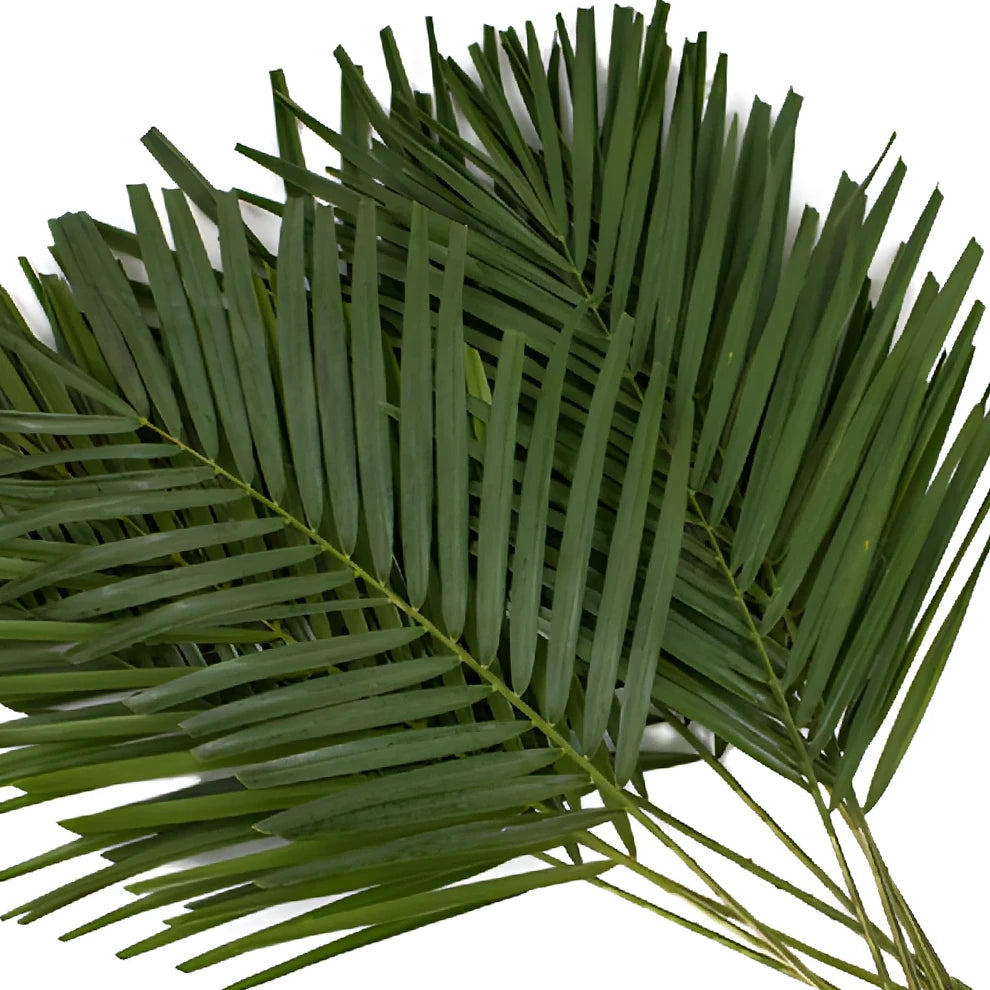 Robellini Greenery - alternative 1