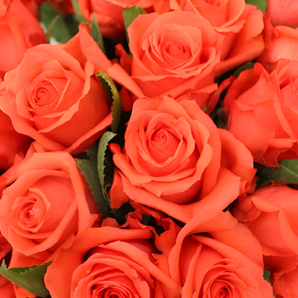 Rock Star Roses Standard - alternative 3