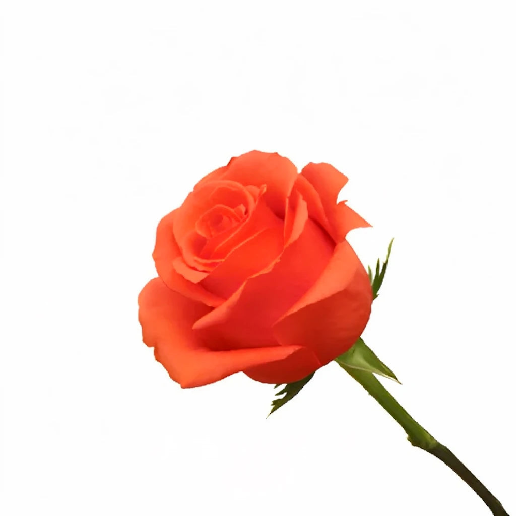 Rock Star Roses Standard - main