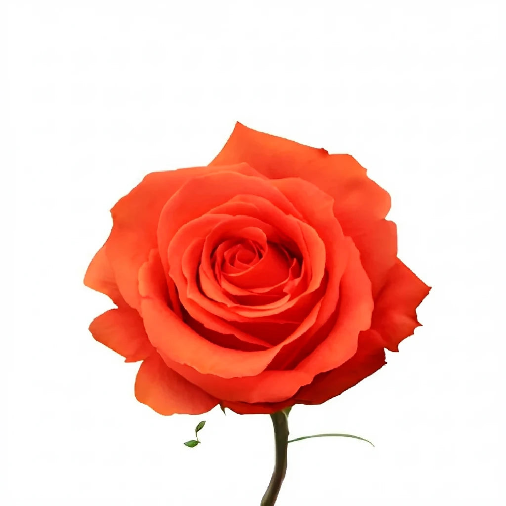 Rock Star Roses Standard - alternative 1