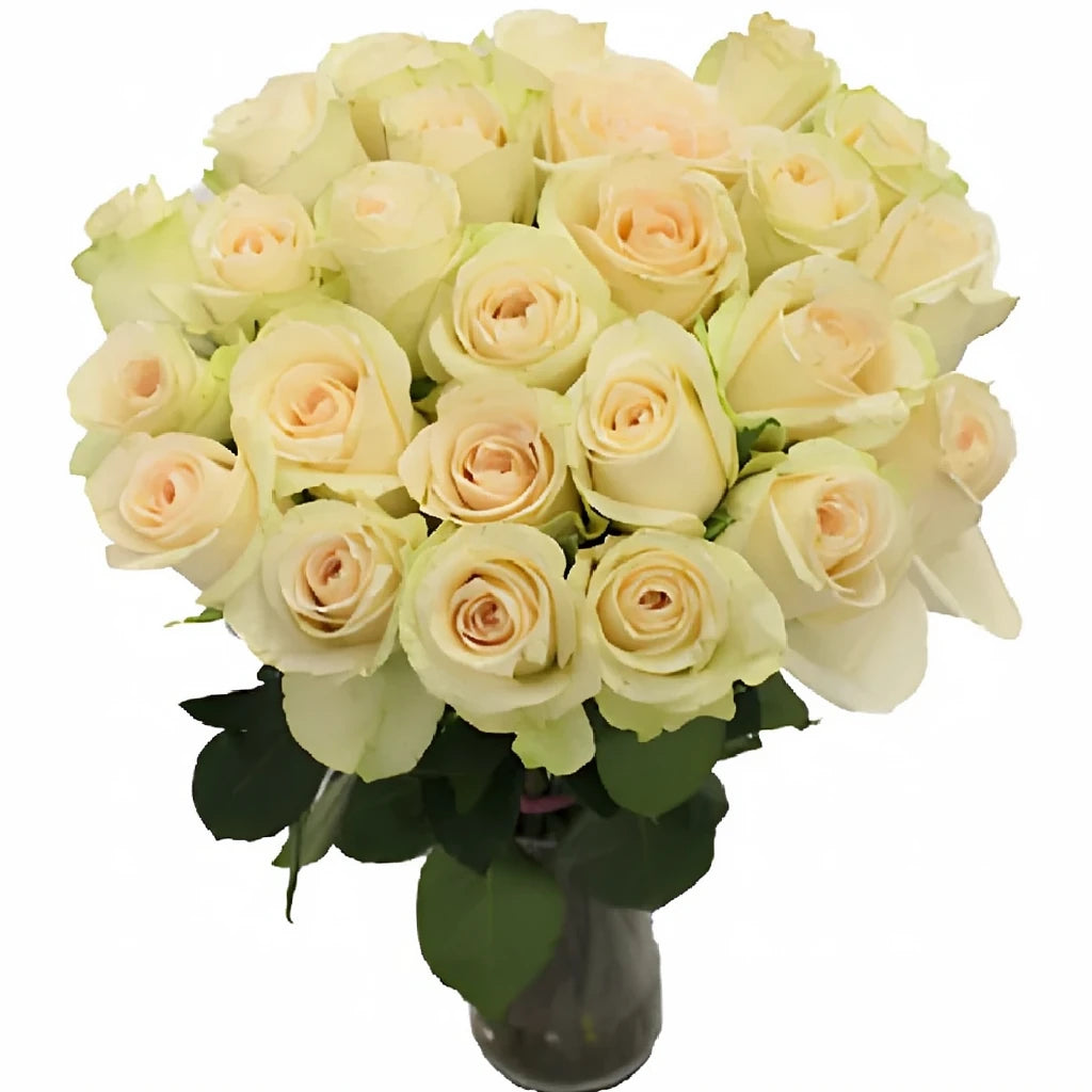 Cream Kiss Roses Standard - alternative 1