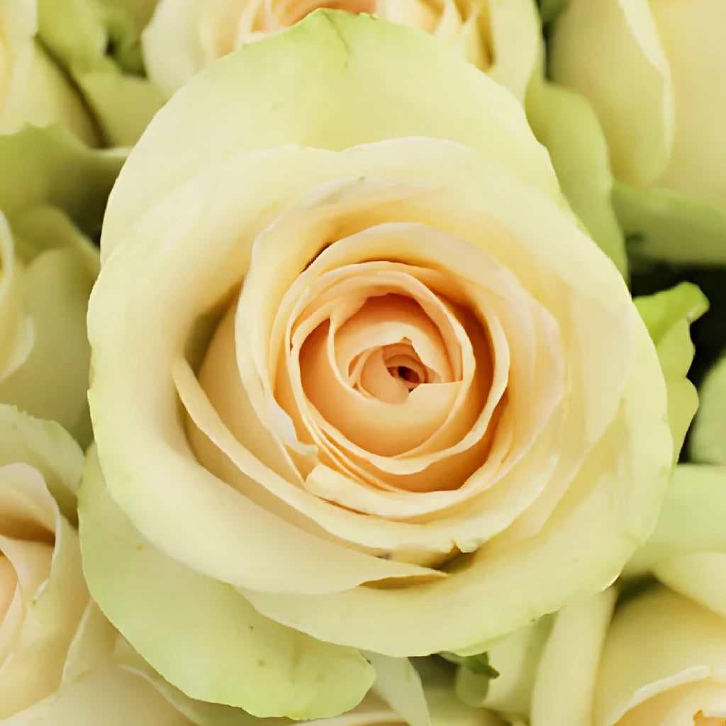 Cream Kiss Roses Standard - alternative 2