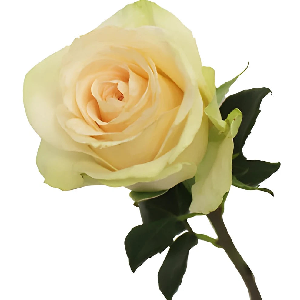 Clear Ocean Roses Standard - alternative 1