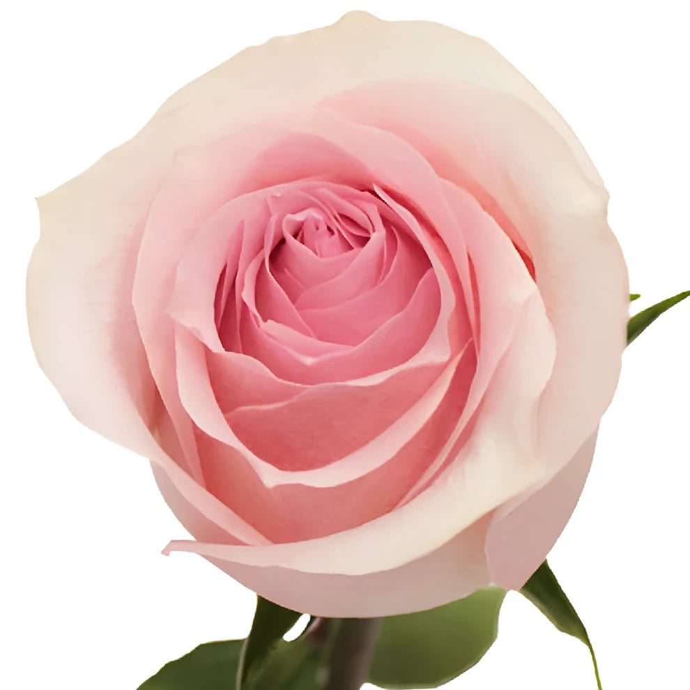 Girlfriend Roses Standard - alternative 1