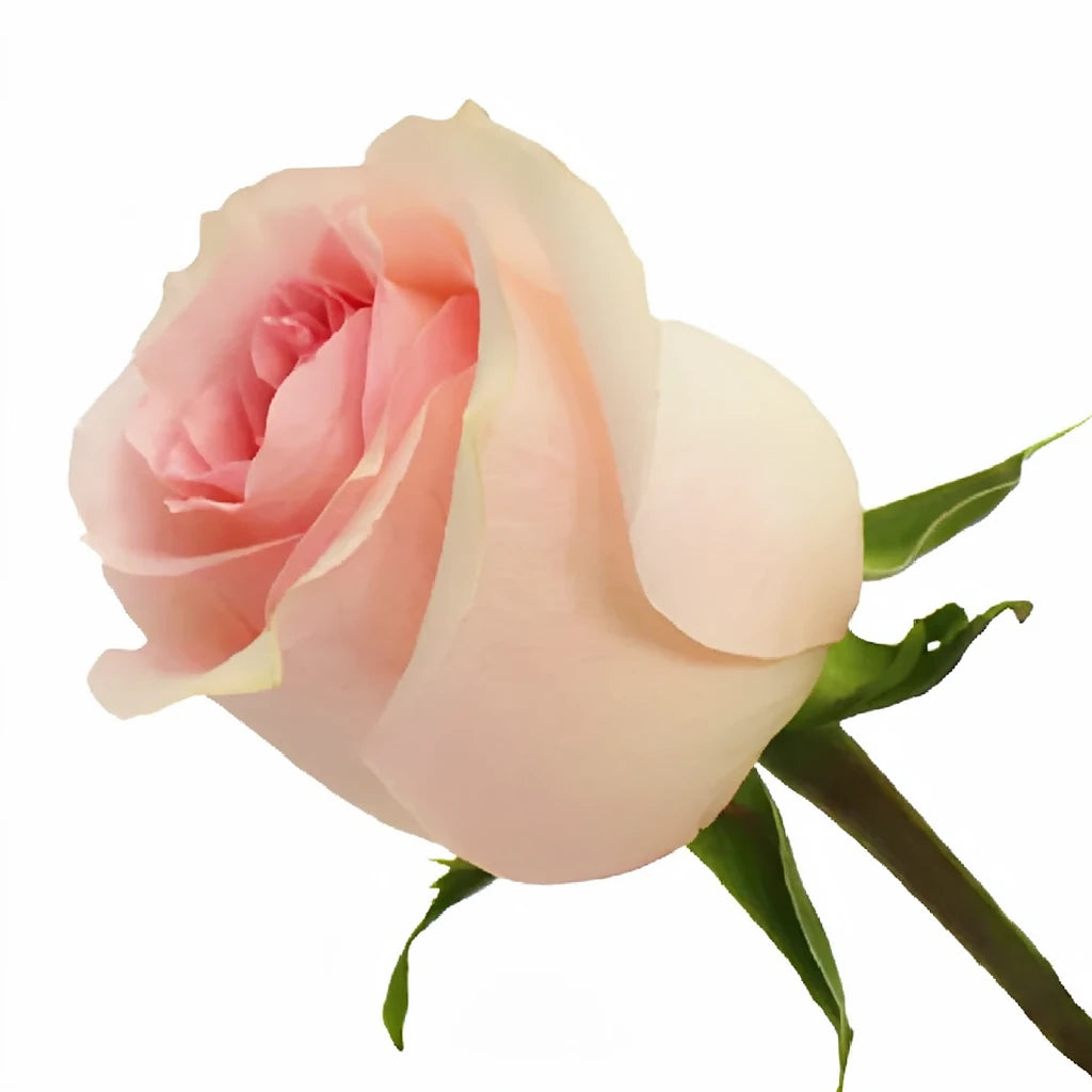 Girlfriend Roses Standard - alternative 2
