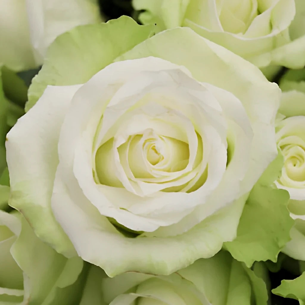 High And Peace Roses Standard - alternative 1