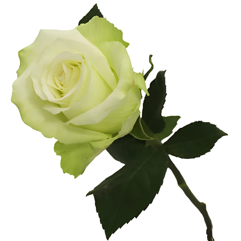 High And Peace Roses Standard - alternative 2