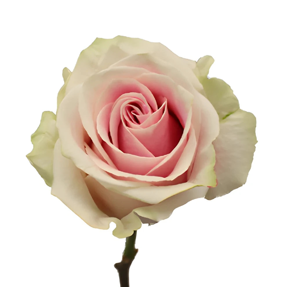 Rosita Vendela Roses Standard - alternative 1