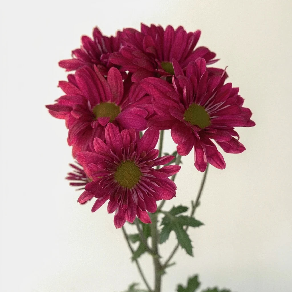 Show Pom Daisy - main