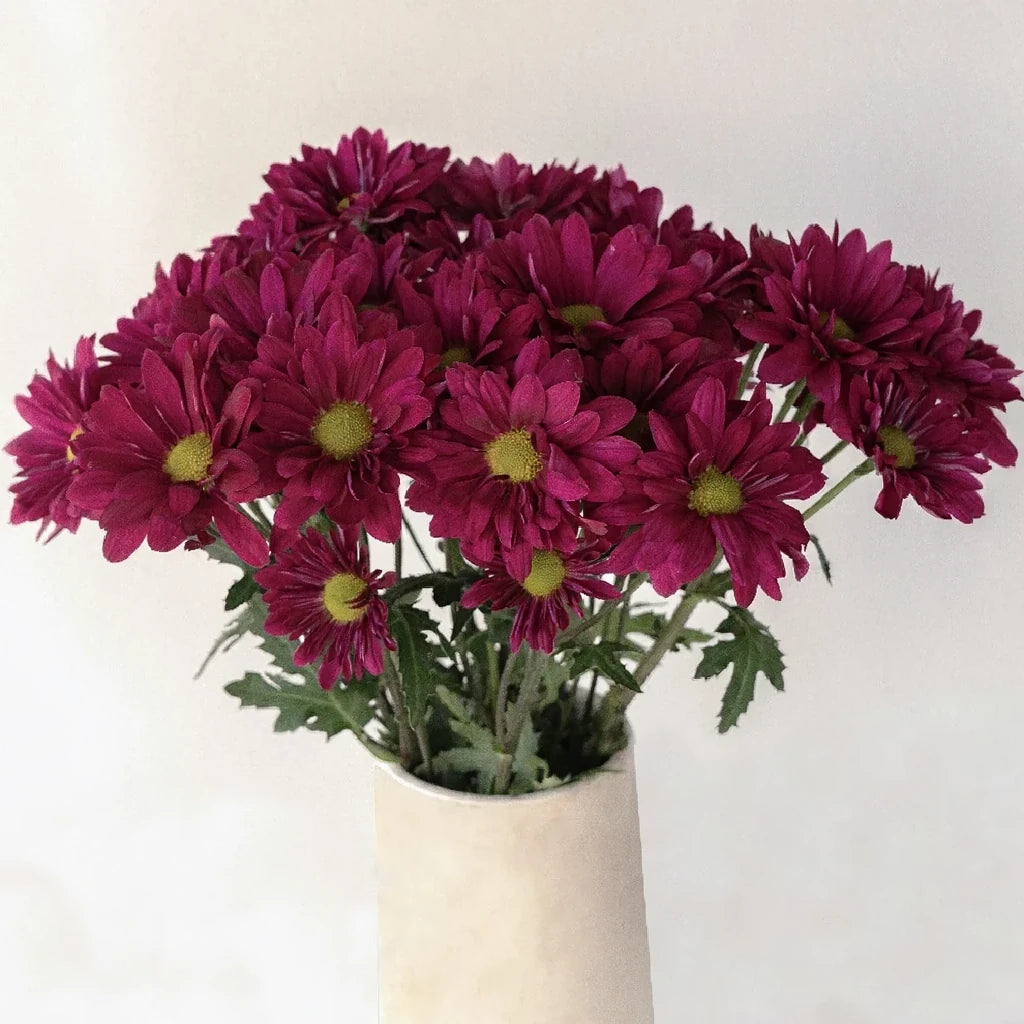 Show Pom Daisy - alternative 2