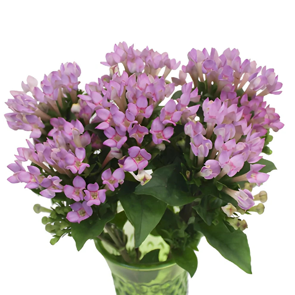 Lavender Bouvardia - alternative 1