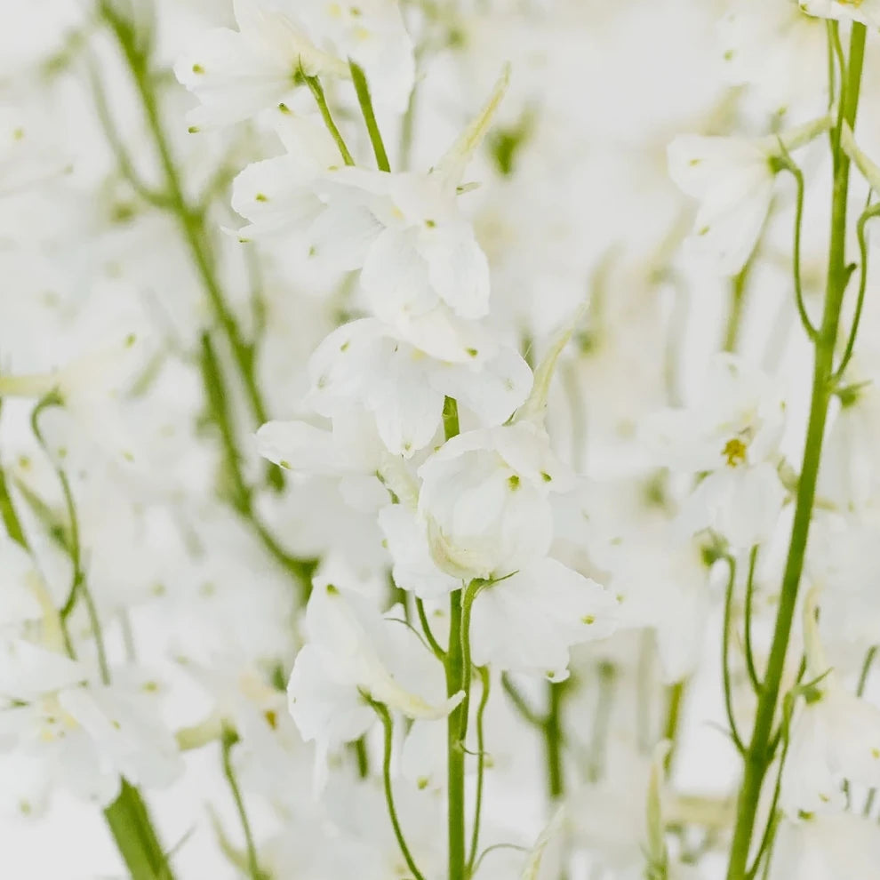 White Belladona Delphinium - alternative 1