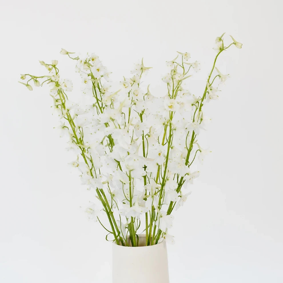 White Belladona Delphinium - alternative 2