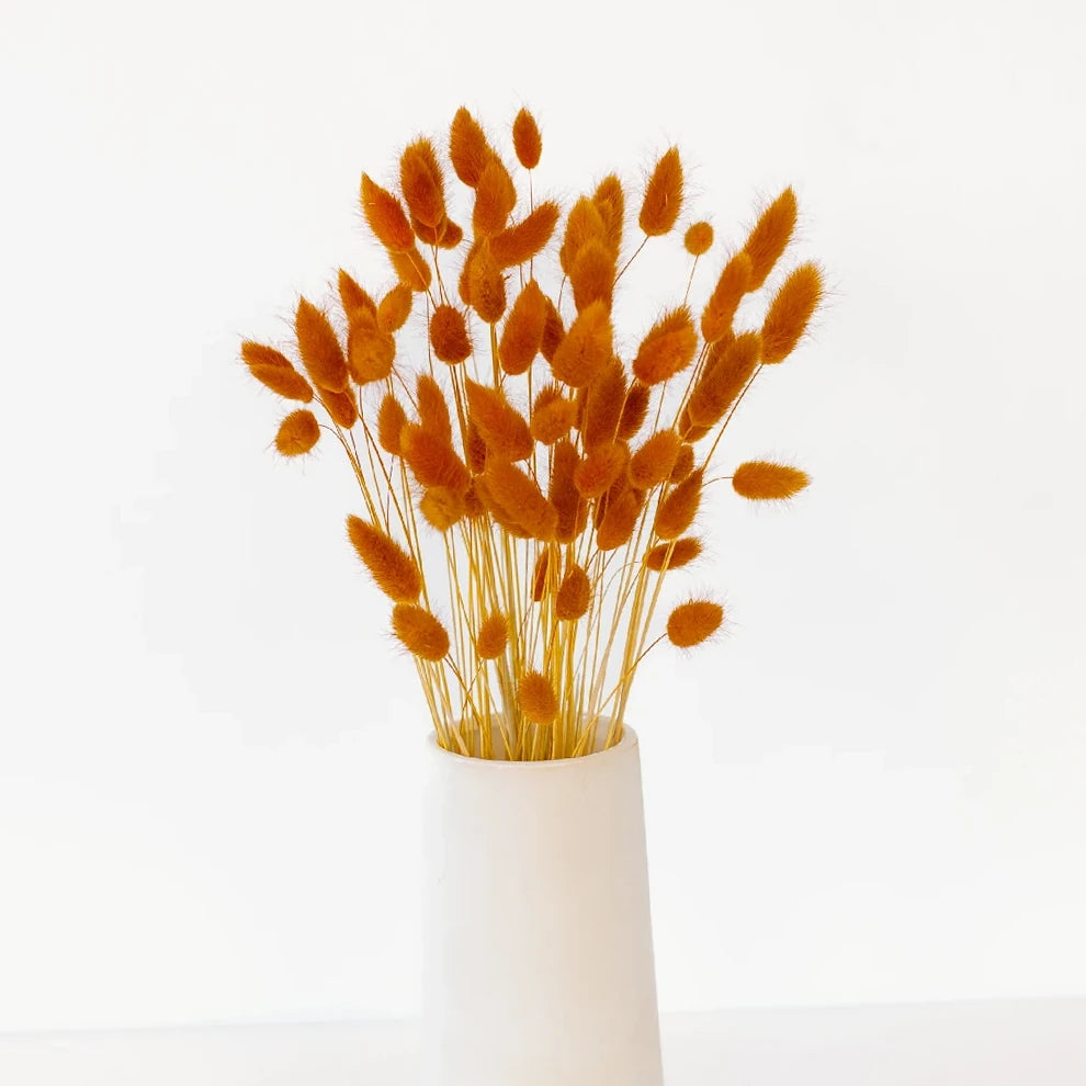Lagurus Dried - Brown - alternative 2