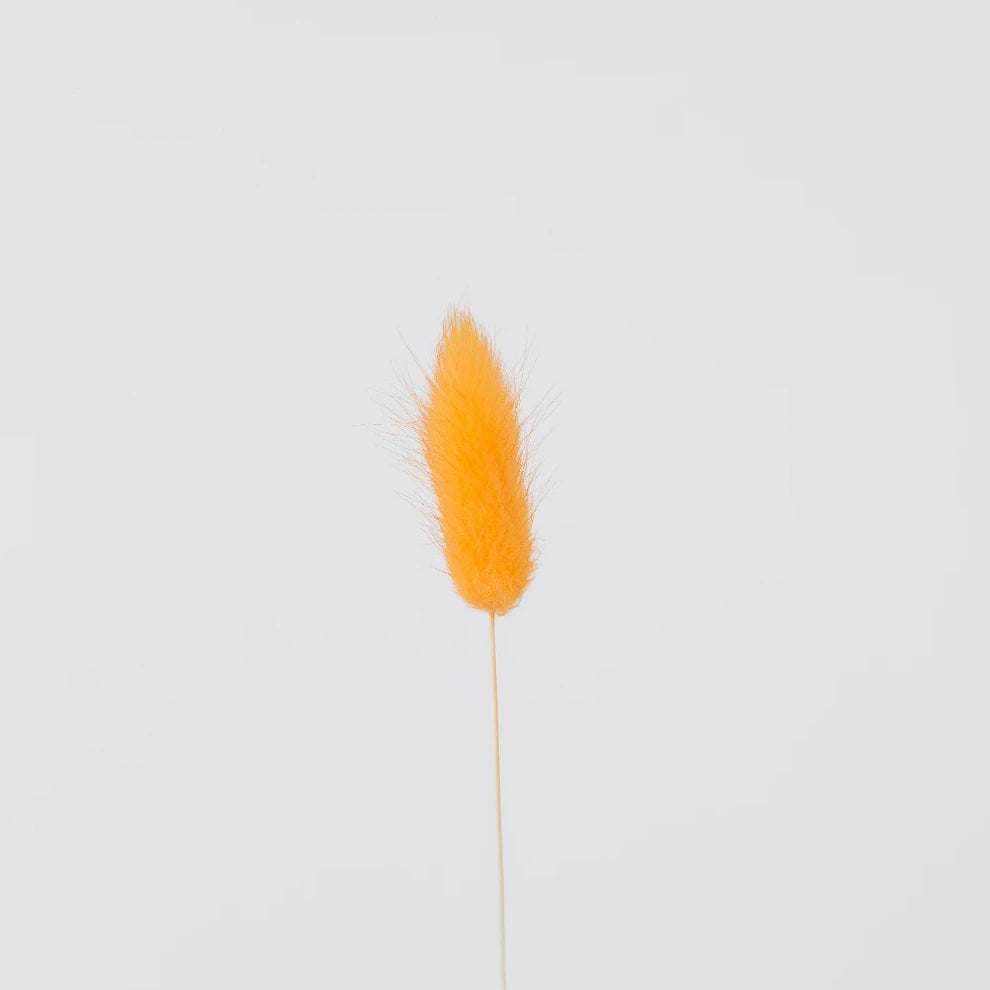 Lagurus Dried - Orange - main