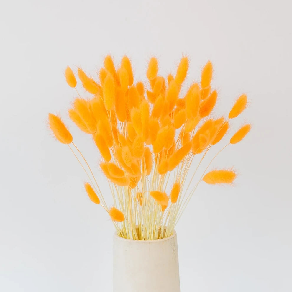 Lagurus Dried - Orange - alternative 2