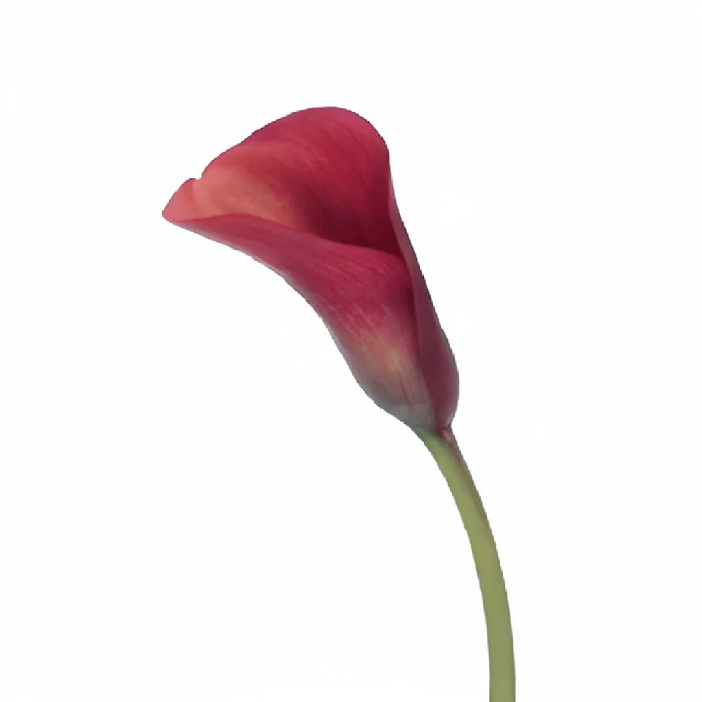 Red Aranal Calla Lily Mini - main