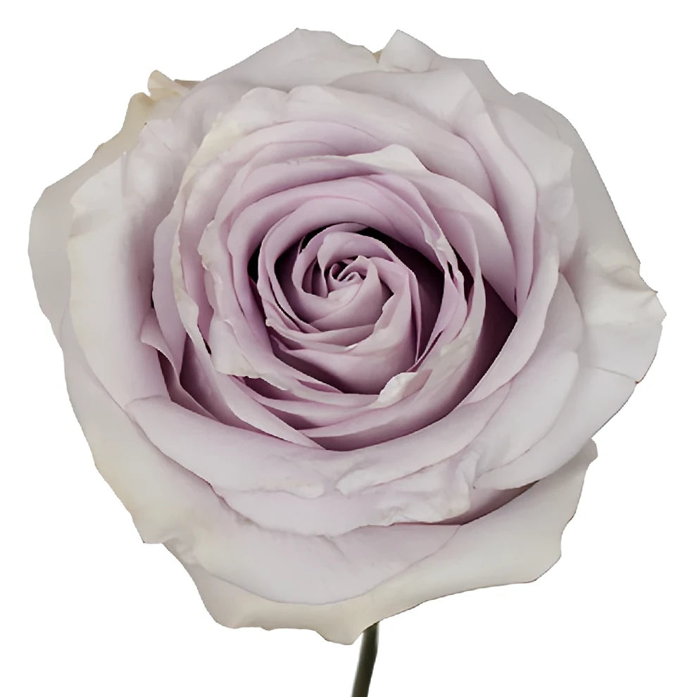 Safi Roses Standard - alternative 1