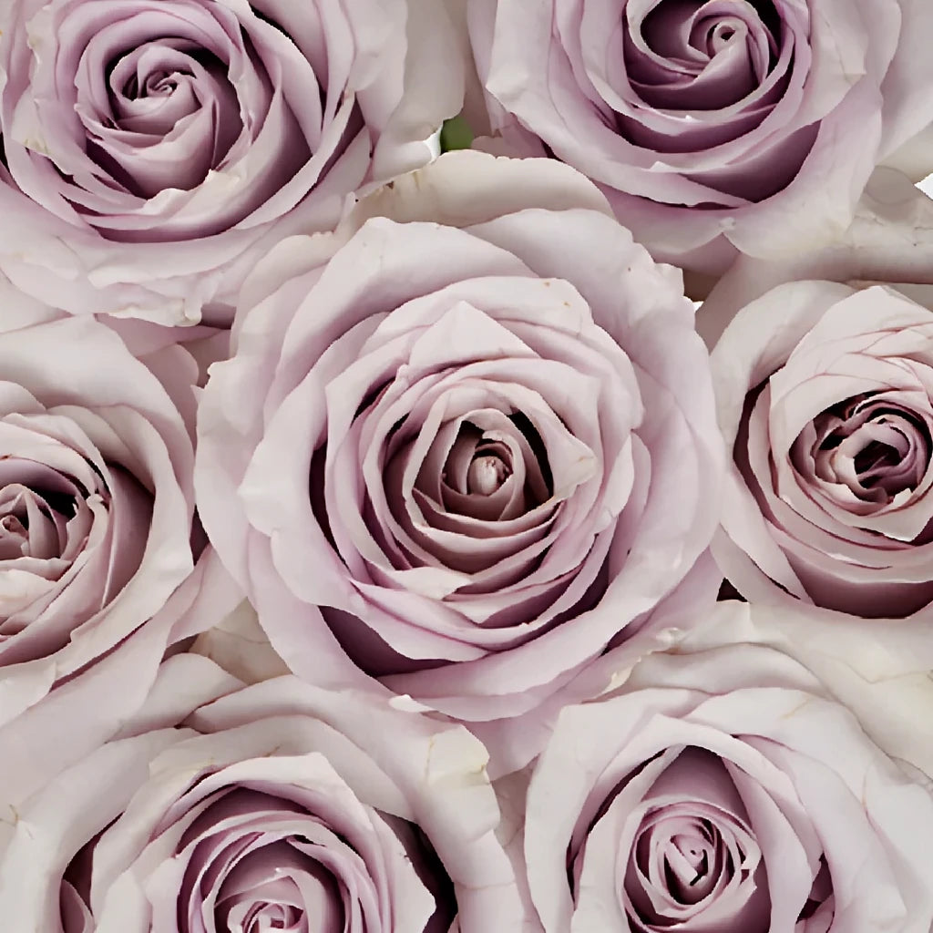 Safi Roses Standard - alternative 2