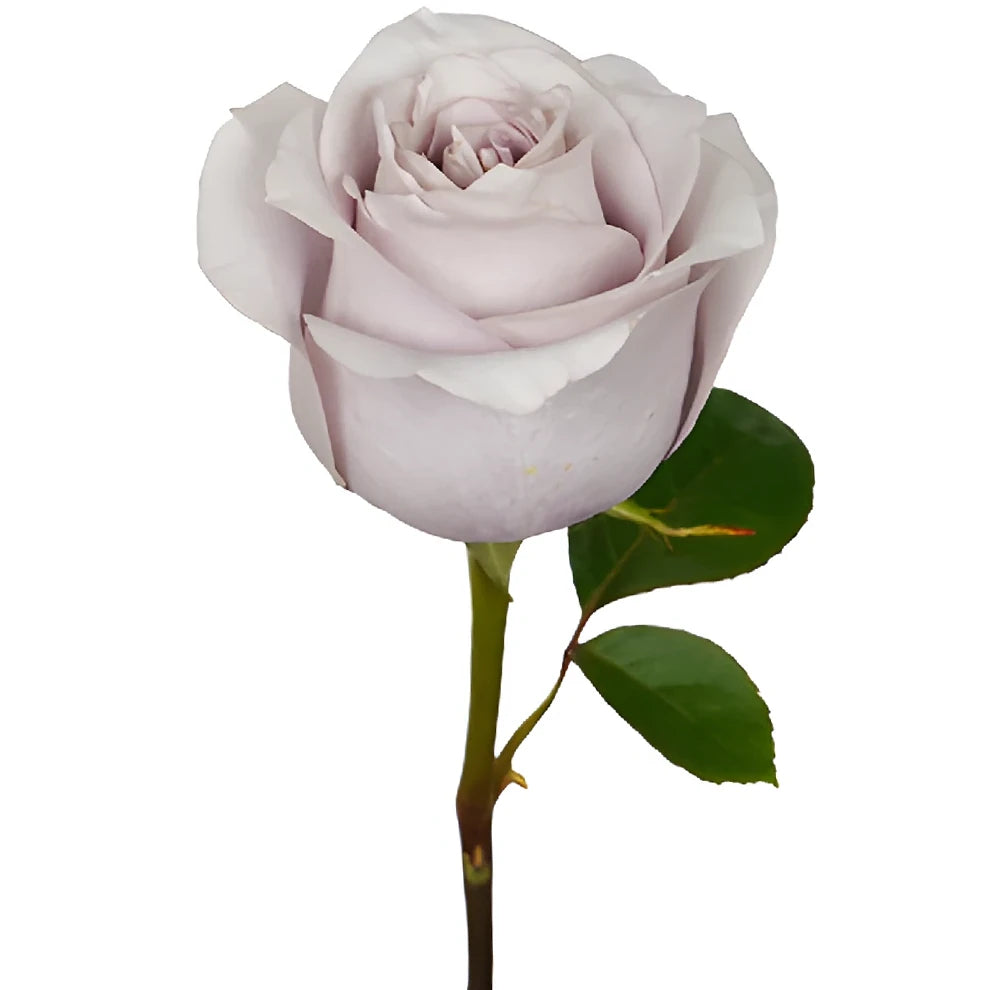 Safi Roses Standard - main