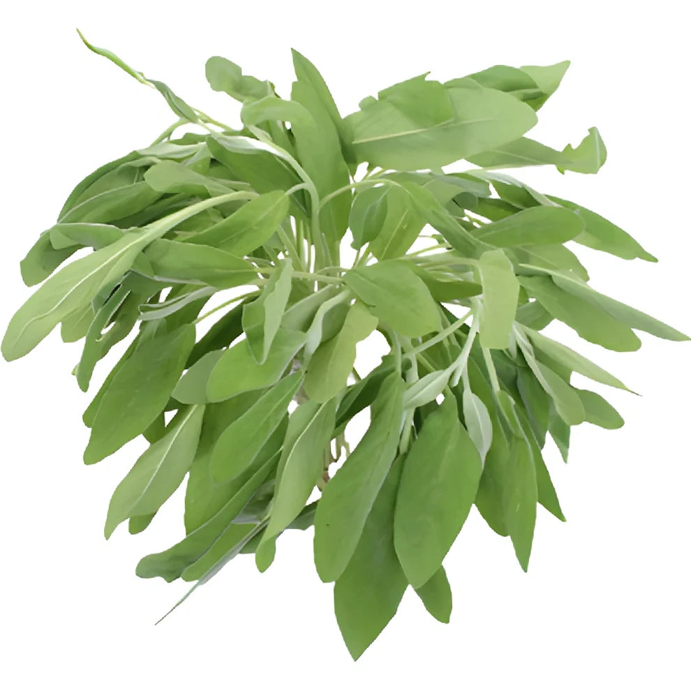 Sage Herbs - main